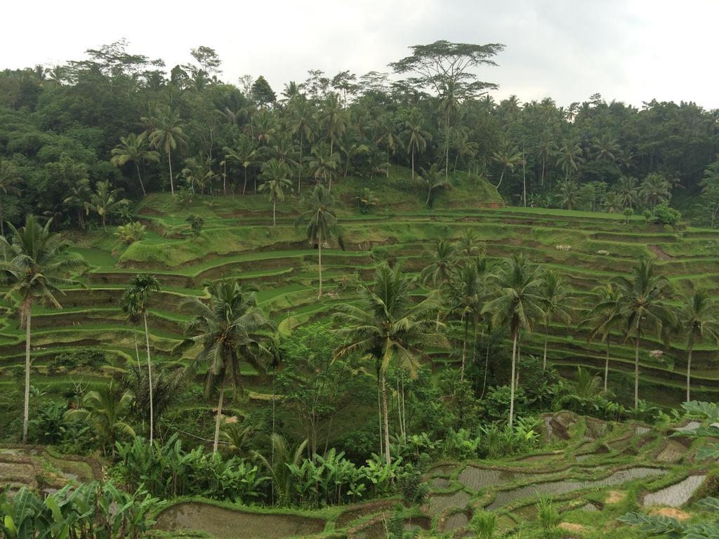 Pangkung House Apartman Ubud Kültér fotó