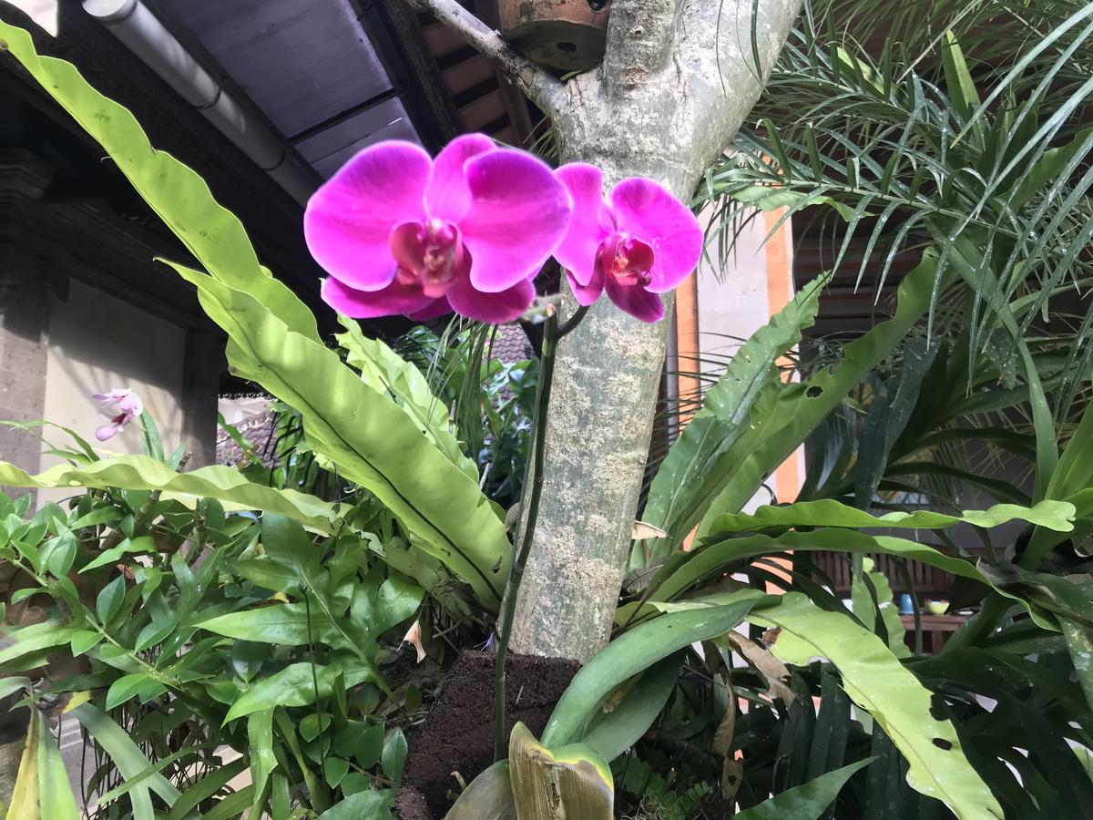 Pangkung House Apartman Ubud Kültér fotó